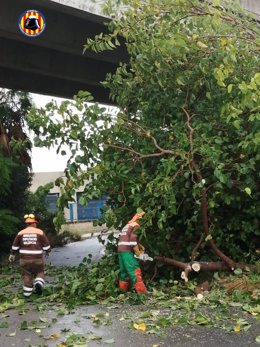 Bomberos retiran un árbol caído en Alzira (Valencia) a consecuencia de las lluvias de las últimas horas