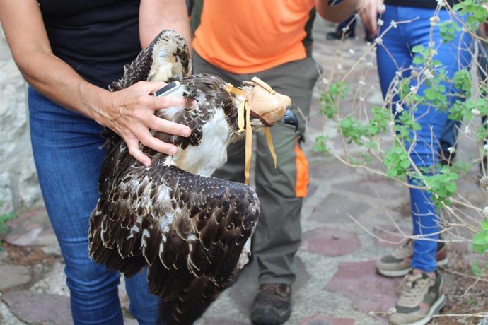 La Fundación Iberdrola España apoya el proyecto de la reintroducción del águila pescadora en la C. Valenciana