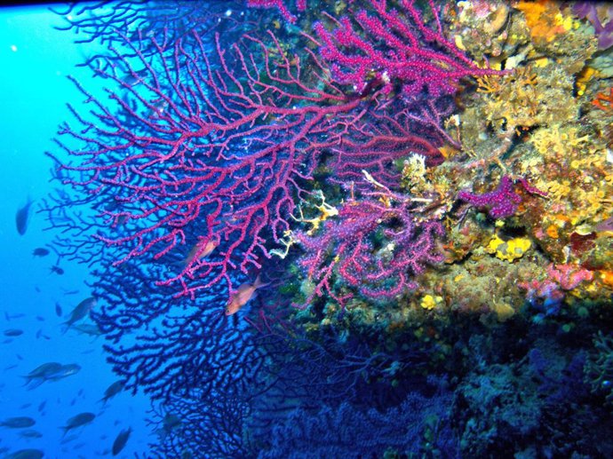 Archivo - Arrecife de coral. Especie Paramuricea clavata coralligeno.