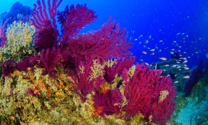 Archivo - Gorgonia roja (Paramuricea clavata). Punta Castagna, Lipari, Islas Eolias, Sicilia, Italia. Expedición a las Islas Eolias 2018. Junio 2018.