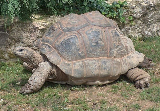 Tortuga gigante de Aldabra