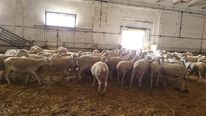 Ovejas hembras de rasa aragonesa, seleccionadas de la explotación de la finca El Chantre de la Diputación de Teruel