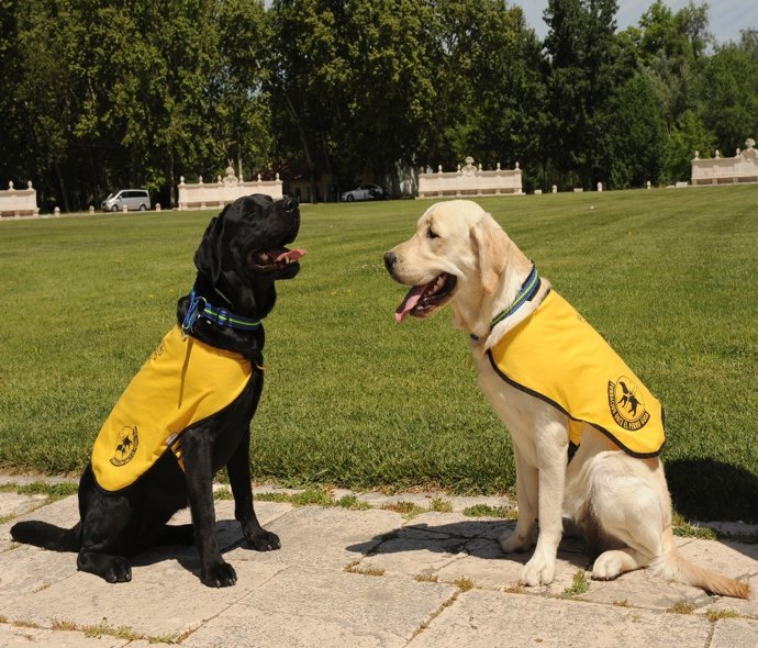 Archivo - Perros guía.