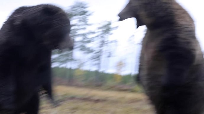 Impresionante: la lucha de dos osos en Finlandia por comida