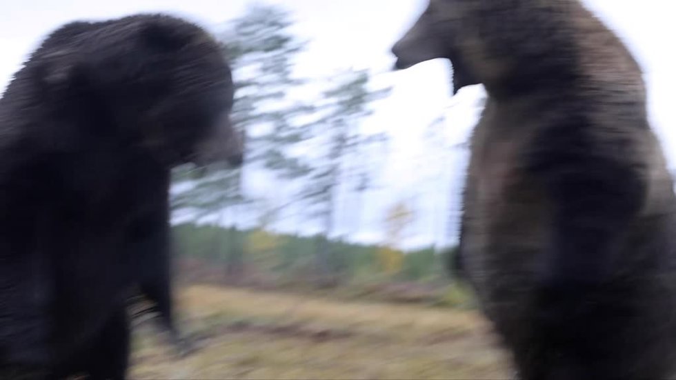 Impresionante: la lucha de dos osos en Finlandia por comida