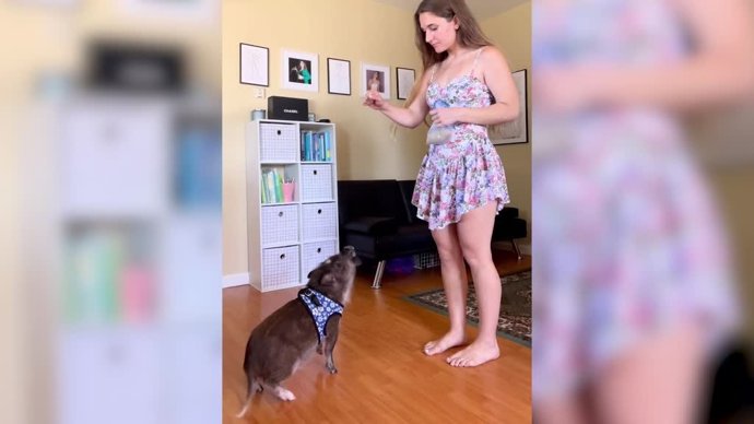 Este cerdito se comunica con los humanos a través de botones