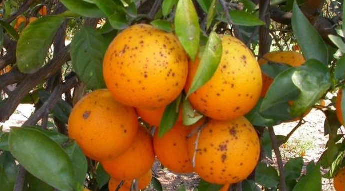 Mancha negra en los cítricos