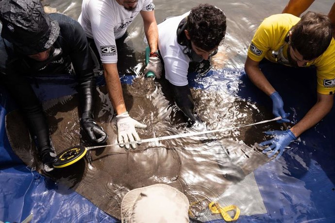 El Gobierno canario inicia los trabajos de seguimiento de rayas mantelinas en Valle Gran Rey
