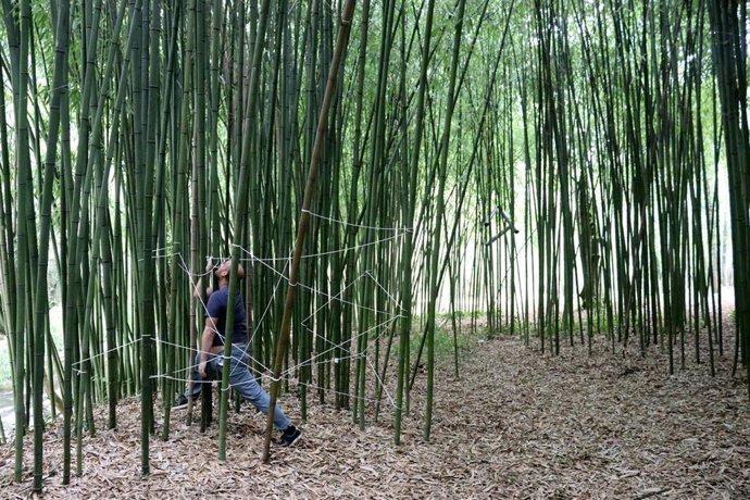 Preparativos del espectáculo 'Dislocations' en el bosque de bambú en El Pobal.