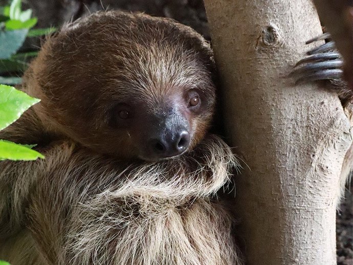 Archivo - Málaga.- Selwo Marina amplía su colección zoológica y ofrece nuevas especies a los visitantes 