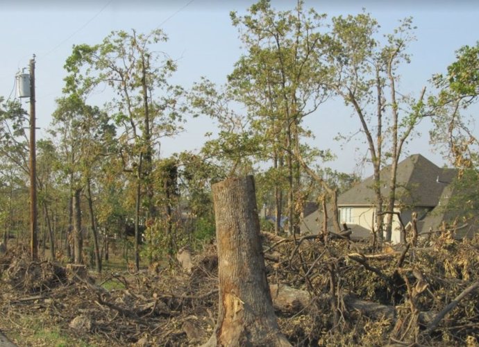 Archivo - Daños en zona boscosa por un huracán