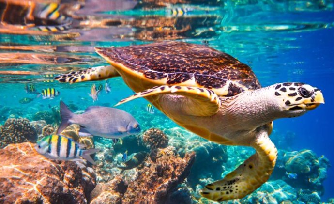 Archivo - Especies marinas