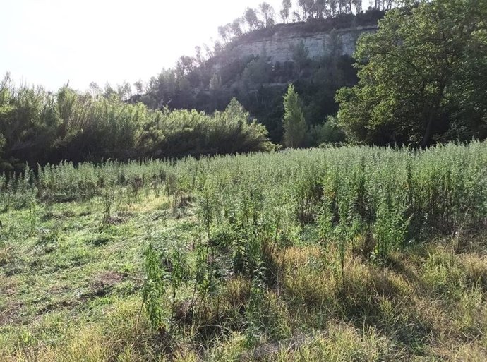 Tasques de recuperació d'uns camps abandonats