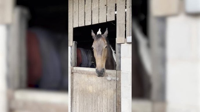 Este caballo y una paloma son mejores amigos