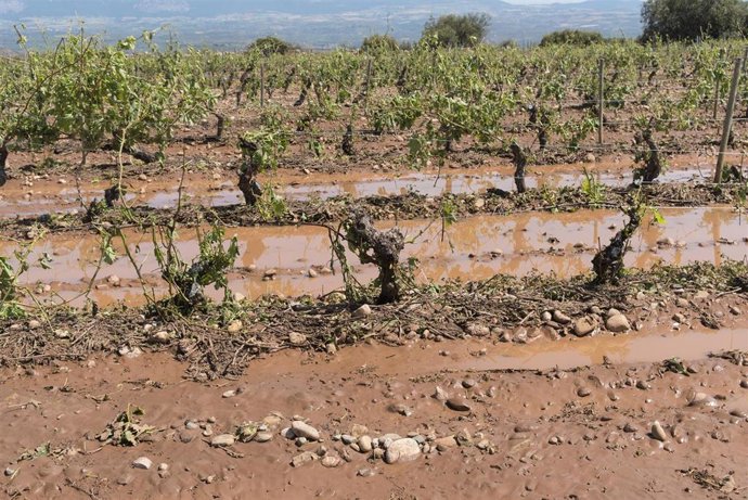 Archivo - Viñedos destrozados por la tormenta en las inmediaciones de la localidad de Fuentemayor, a 15 de junio de 2021, en Fuenmayor, La Rioja (España). 