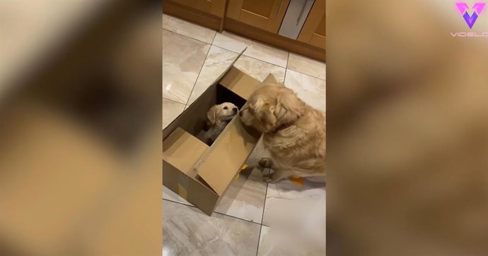 Este perro conoce a su nuevo hermanito
