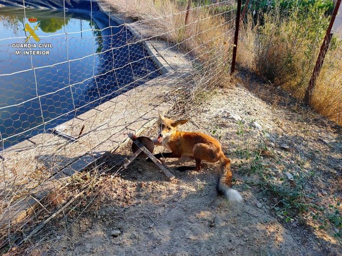 LA GUARDIA CIVIL LIBERA DE UN CEPO CAPTURADOR A UN ZORRO MALHERIDO