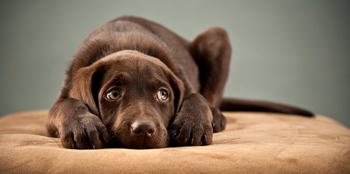 Perro atemorizado por los ruidos de la pirotecnia