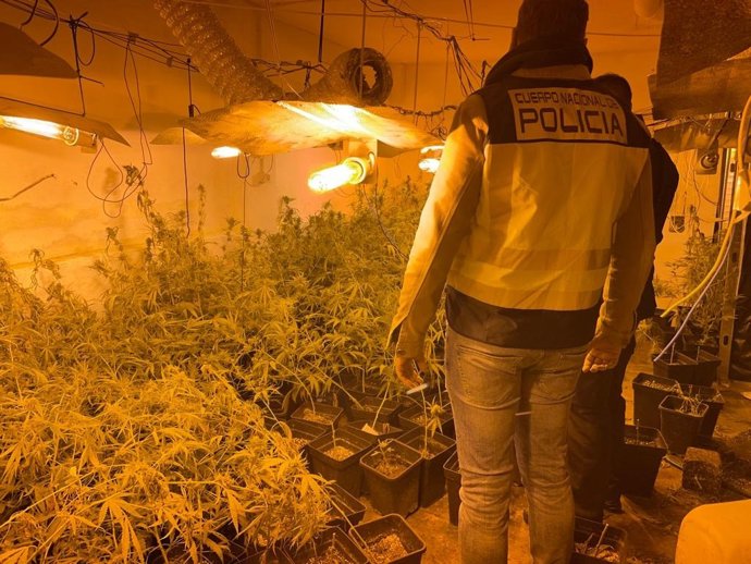 La Policía Nacional detiene a un hombre tras embestir el vehículo de los agentes y localizarle plantaciones de marihuana en una nave