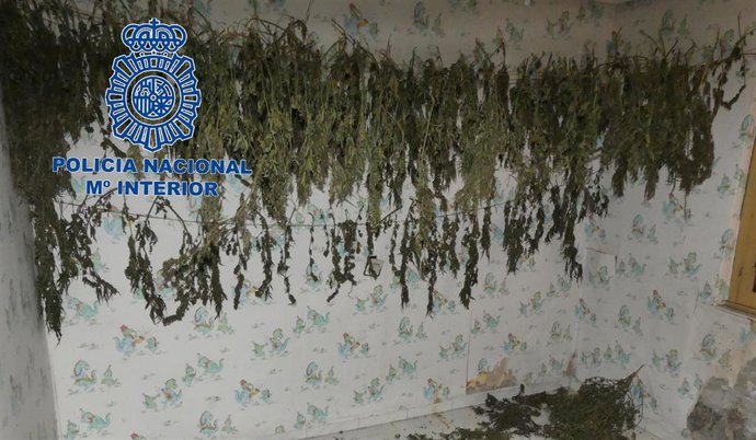 Nota De Prensa Incautadas Más De 600 Plantas De Marihuana En Langreo