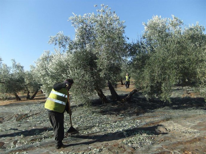 Archivo - Recogida de la oliva