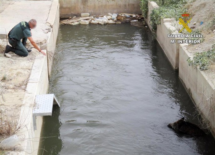 Un agente de la Guardia Civil en el rescate de un javalí