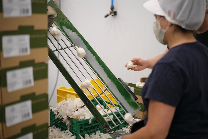 Archivo - Una mujer trabaja en una cinta por donde pasan los ajos morados.