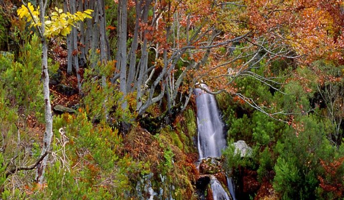 Archivo - Hayedo tejera negra
