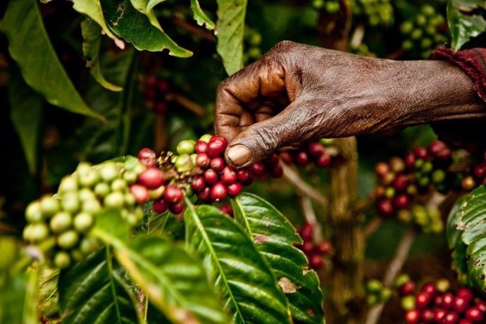 Archivo - Cultivo afectado por el cambio climático