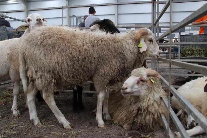 Archivo - Ganado ovino 