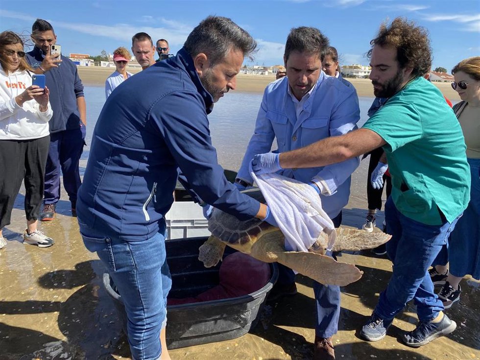 Suelta de tortugas marinas en Punta Umbría