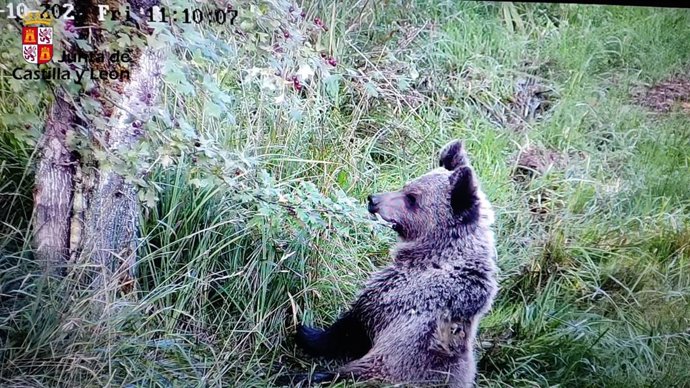 Osezno en Valsemana.