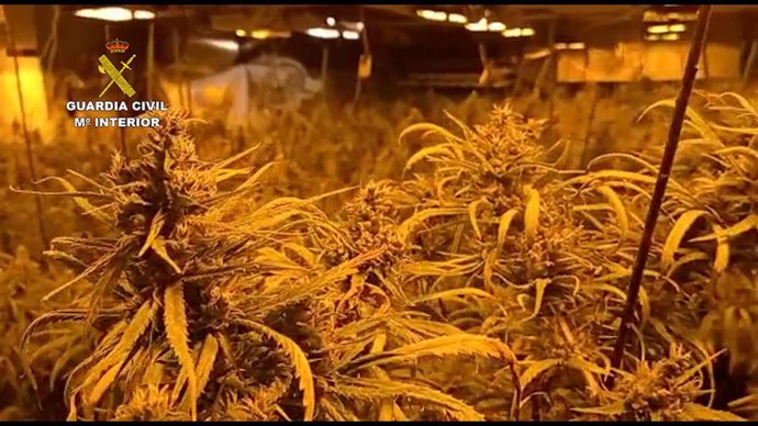 Archivo - Imagen de archivo de una plantación de marihuana