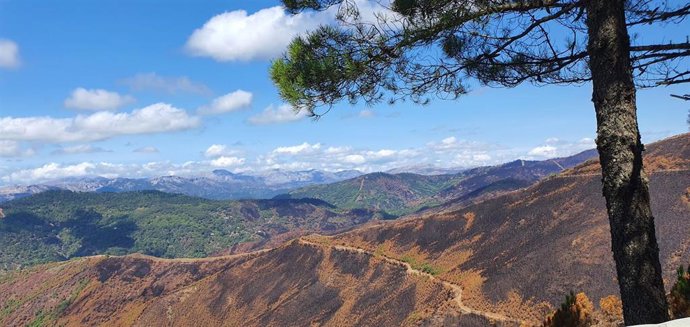 Zona afectada por el incendio de Sierra Bermeja