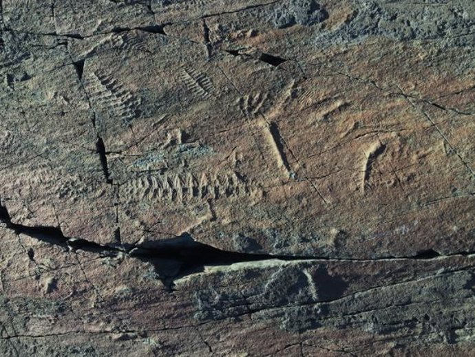 Registros fósiles de animales primitivos de la Reserva Ecológica Mistaken Point en Canadá.