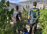 Un detenido y tres investigados por cultivar una plantación de marihuana en una granja de Moratalla (Murcia)