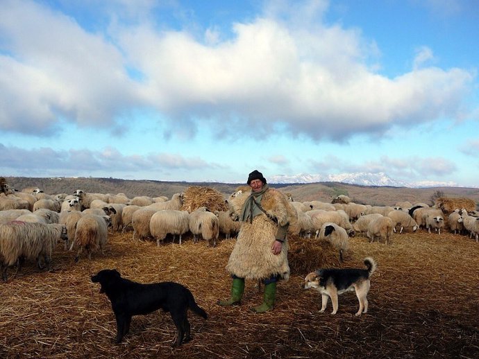 Archivo - Un pastor y sus ovejas.