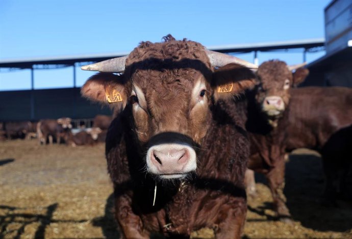 Archivo - Una vaca en una explotación ganadera.