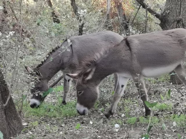 Dos de los burritos bomberos de Doñana.