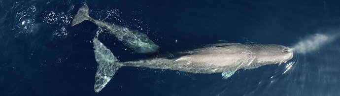 Cachalotes, en un fotograma del documental 'Mallorca, l'illa mare'