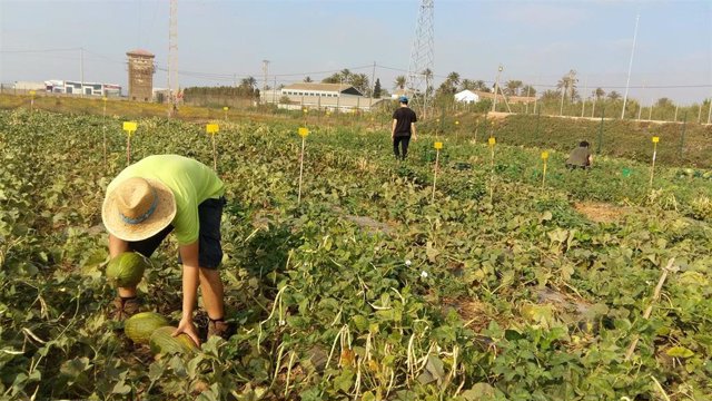Trabajos de recogida de melón en la parcela asociada al cultivo de caupí