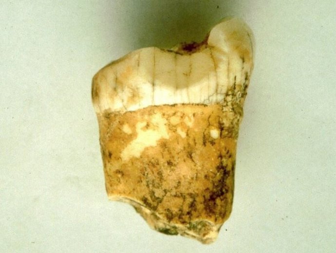 Un primer molar de un neandertal, analizado para este estudio.