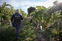 Gobierno Vasco aprueba la Denominación de Origen Protegida Viñedos de Álava y concede la protección nacional transitoria