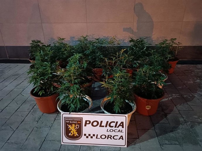 Plantas de marihuana incautadas