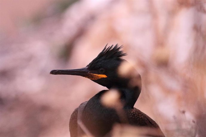 Archivo - El cormorán moñudo mediterráneo --Phalacrocorax aristotelis desmarestii--