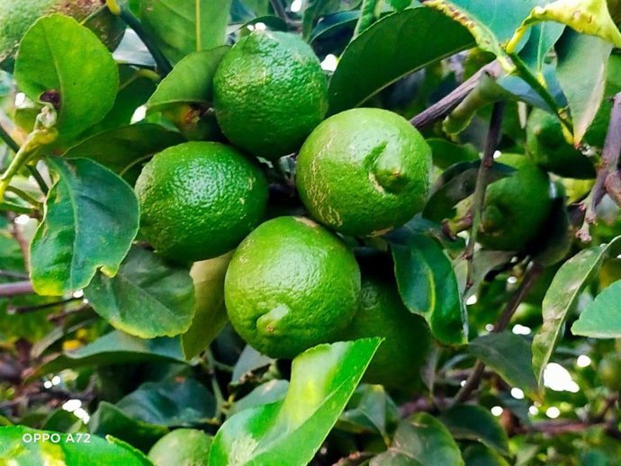 Asaja advierte que la producción de limones Verna cae un 50% en la provincia