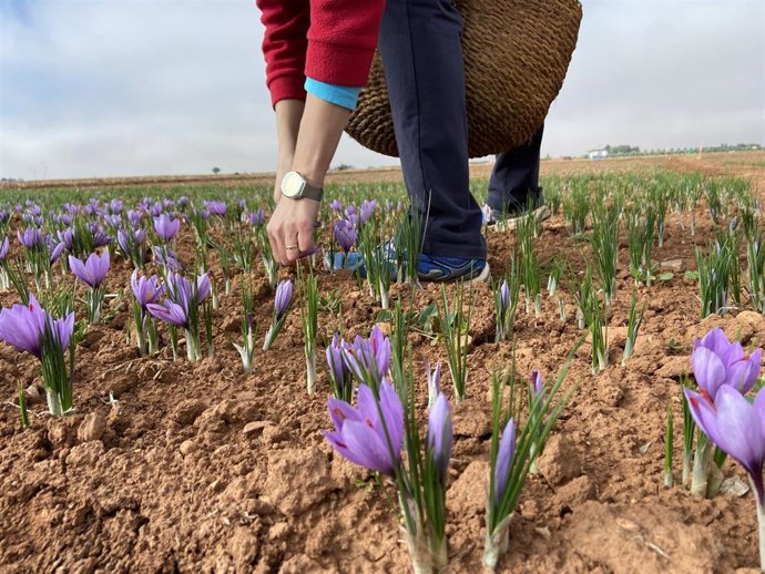 Archivo - Una mujer recoge flores de azafrán en un campo de Membrilla, a 27 de octubre de 2021, en Membrilla, Ciudad Real, Castilla - La Mancha (España).