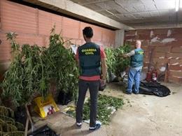 Incautación de plantas de marihuana en el patio de una casa de Villanueva de la Reina (Jaén).