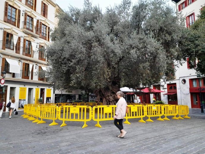 Archivo - Olivera de la plaza de Cort