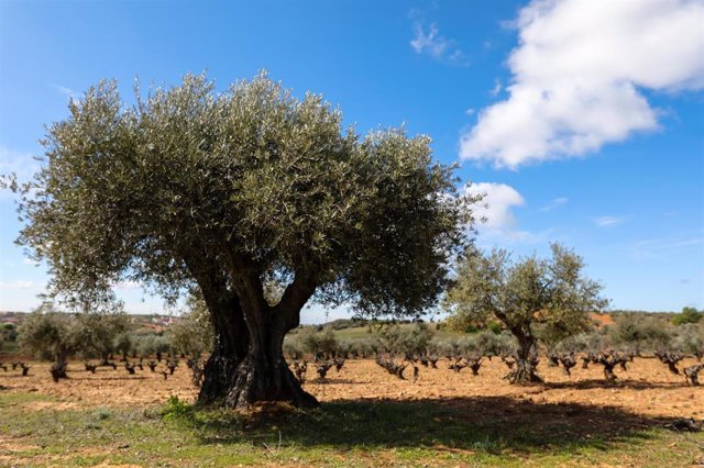 Archivo - Campo de olivos en las inmediaciones de la localidad de Campo Real, 